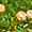 Chrome Diopside