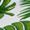 Palm