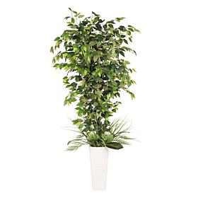 6 ft. Artificial Ficus Microcarpa Tree with White Decorative Pot