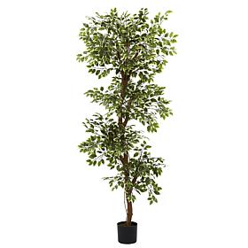 6' Variegated Ficus Silk Tree