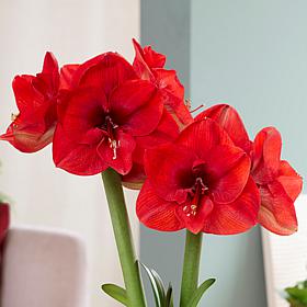Amaryllis Kit Sweet Valentine with Artisan Decorative Planter