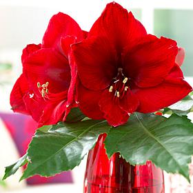 Amaryllis Red Lion Set of 3 Bulbs