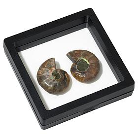 "As Is" KALIFANO Ammonite Specimens in Black Frame