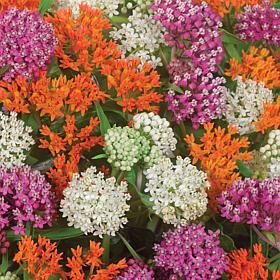 Asclepias Exclusive Sweet Monarch Blend Set of 9 Bulbs