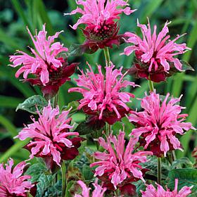 Bee Balm Aquarius Set of 5 Roots