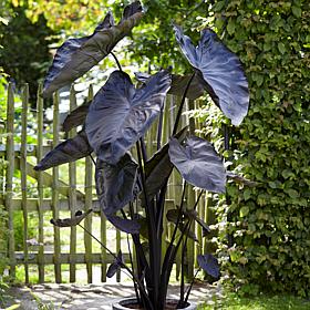 Black Coral Elephant Ears - 1 Bulb
