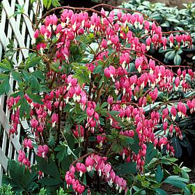 Bleeding Hearts Set of 5 Roots