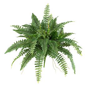 Boston Fern Set of 2