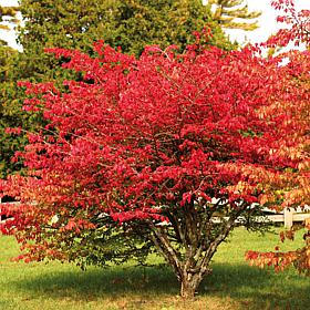 Burning Bush Red Root Stock
