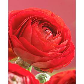 Butter Cups Ranunculus Double Red Set of 25 Bulbs