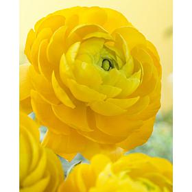 Butter Cups Ranunculus Double Yellow Set of 25 Bulbs