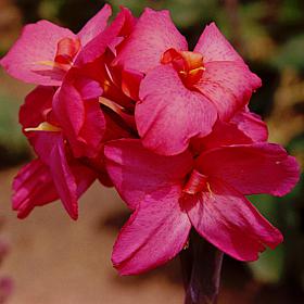 Cannas Dwarf Pink Futurity Set of 6 Bulbs
