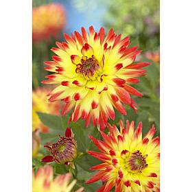Dahlias Aloha Set of 5 Bulbs