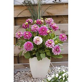Dahlias Go Go 2-Tone Set of 3 Bulbs