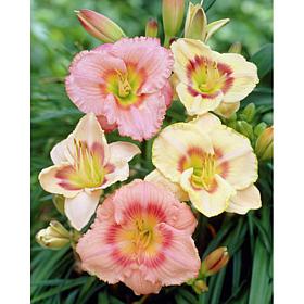 Daylilies Candy Mixed Set of 5 Roots