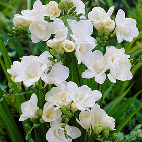 Freesias Double Blooming White - 25 Bulbs