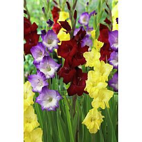 Gladiolus De Luxe Blend Set of 25 Bulbs