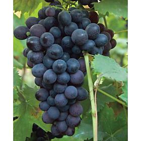 Grapes Thomcord Seedless Set of 3 Plants