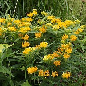 Hello Yellow Asclepias "Support The Monarchs" - Set of 3 Roots