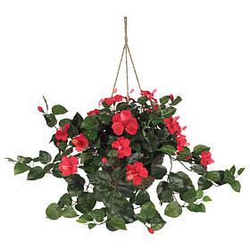 Hibiscus Hanging Basket