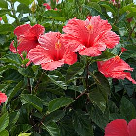 Hibiscus Lucy Red Root Stock