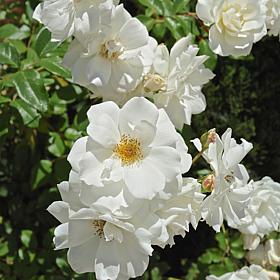 "Iceberg" Rose Root Stock