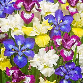 Iris Siberica Specialty Mixture 339 Set of 5 Roots