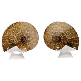 Jay King Medium Ammonite Specimens with Stands