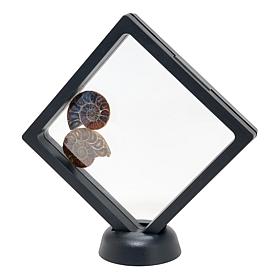 Jay King Small Ammonite Specimen Pair in Frame