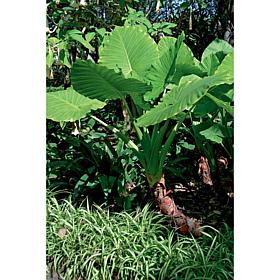 Jumbo Upright Elephant Ears - 1 Bulb