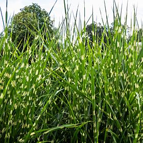 Leaf & Petal 2-Piece Bandwidth Dwarf Maiden Grass