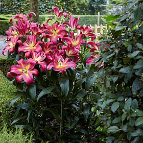 Lilies Mammoth Tall Lilies Empoli Set of 7 Bulbs