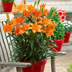 Lilies Orange For Patio And Containers Set of 7 Bulbs
