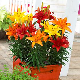 Lilies Sunset Patio Container Blend Set of 7 Bulbs
