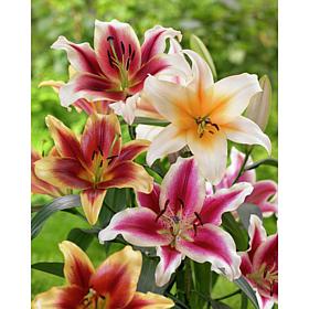 Lilies Tequila Sunrise Blend Set of 9 Bulbs
