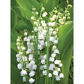 Lily Of The Valley Set of 10 Roots