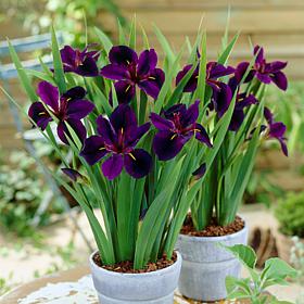 Louisiana Iris Black Gamecock Set of 3 Roots