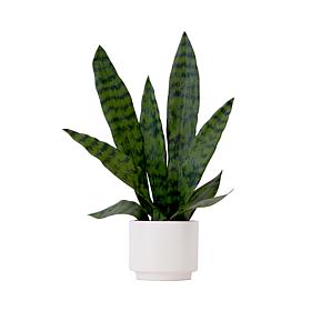 Nearly Natural 16 in. Artificial Sansevieria Plant with Planter