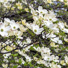 Ornamental Tree Dogwood 1 Root Stock