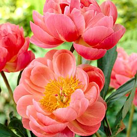 Peonies Coral Charm Set of 3 Root