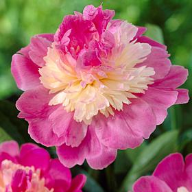 Peonies Gay Paree Set of 3 Roots