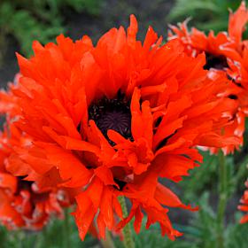 Poppies Ruffled Princess of Orange Set of 3 Roots