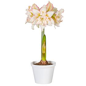 Premium Fast Track Amaryllis Bulb Set