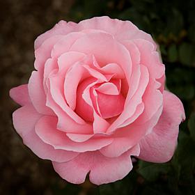 "Queen Elizabeth" Rose Root Stock