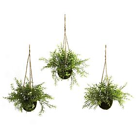Ruscus, Sedum and Springeri Hanging Basket Set of 3