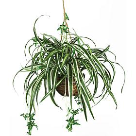 Spider Hanging Basket Silk Plant