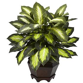 Triple Golden Dieffenbachia with Wood Vase