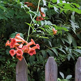 Trumpet Vine Orange Root Stock