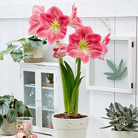 Van Zyverden Amaryllis African Candy Floss, Set of 1 Bulb