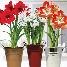 Van Zyverden Amaryllis & Paperwhite Trio Pack Kits w/ Artisan Planters